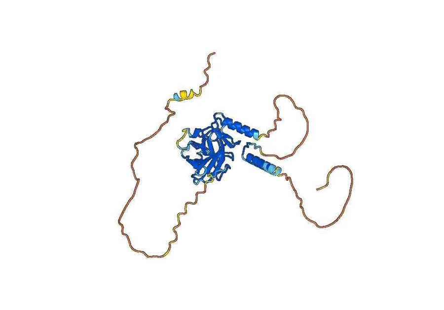Anti-TP53/p53 Polyclonal antibody