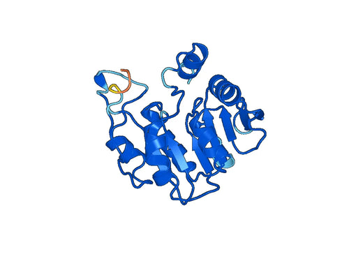 Anti-TPMT Polyclonal antibody