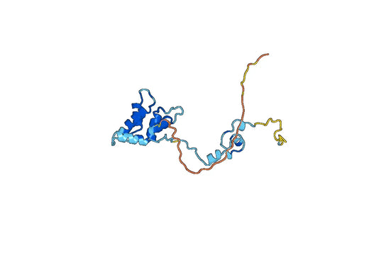 Anti-TPPP Polyclonal antibody
