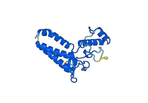 Anti-TREH Polyclonal antibody