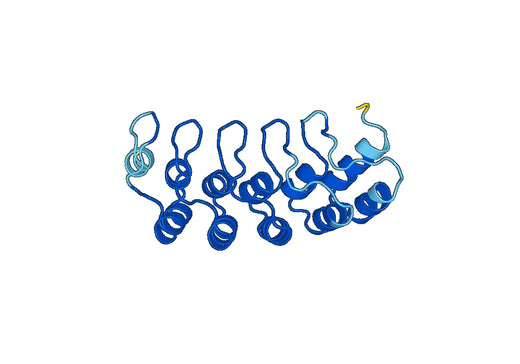 Anti-UACA Polyclonal antibody