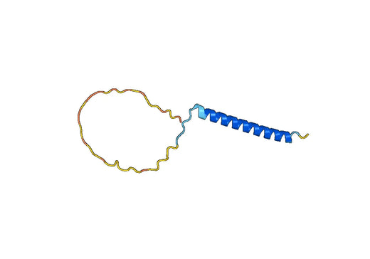 Anti-UCN2 Polyclonal antibody