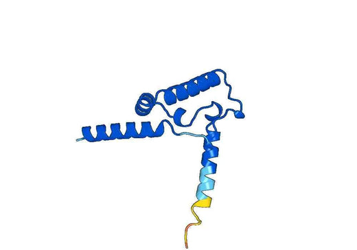 Anti-UQCRB Polyclonal antibody
