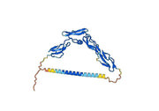 Anti-Vaccinia virus/VACV B5R Antibody (8AH8AL)