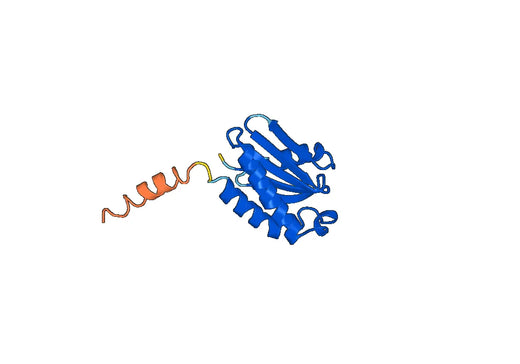Anti-VAMP7 Polyclonal antibody