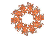 Anti-VSV NP/Nucleoprotein Antibody (1004)