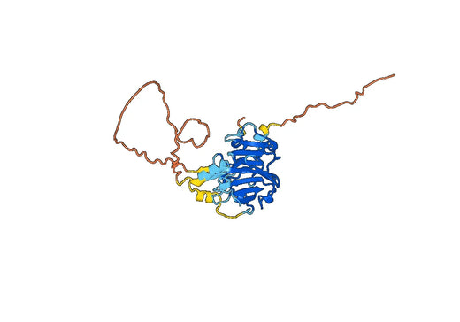 Anti-VTN Polyclonal antibody