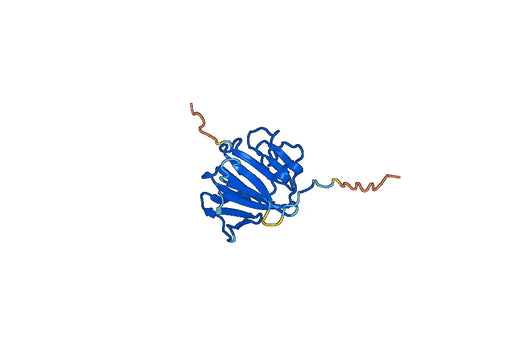 Anti-VWF Polyclonal antibody