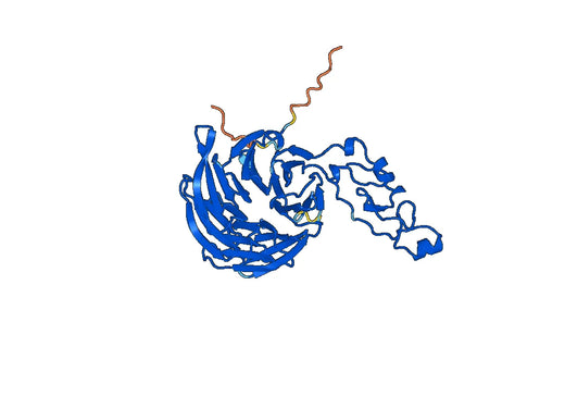 Anti-WDFY1 Polyclonal antibody