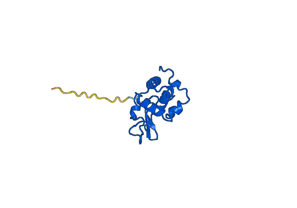 Anti-Wild turkey LYZ/Lysozyme C VHH (SAA0888)