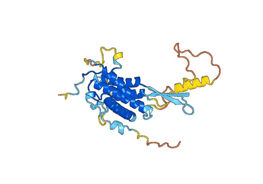 Anti-WNT10B Polyclonal antibody