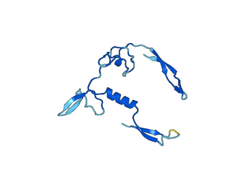 Anti-WNT11 Polyclonal antibody