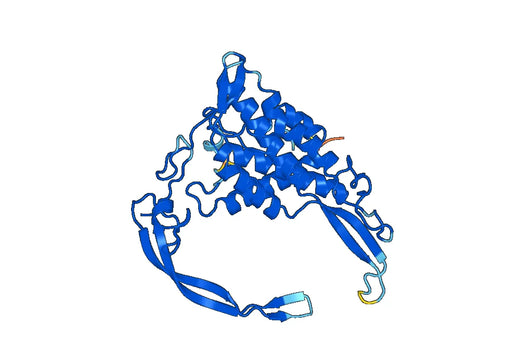 Anti-WNT5A Polyclonal antibody