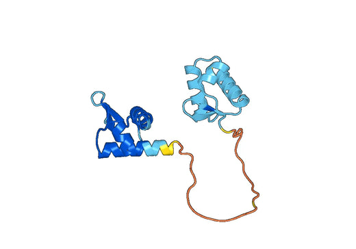 Anti-ZBP1 Polyclonal antibody