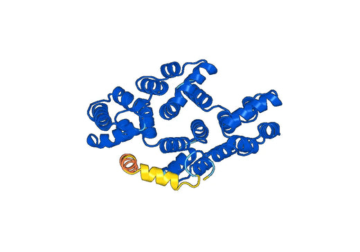 ANXA1, N-His, recombinant protein