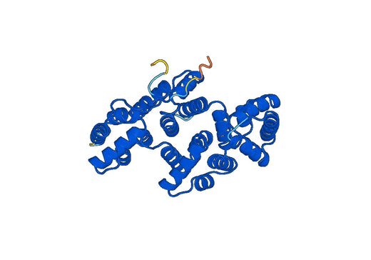 ANXA10, N-His, recombinant protein