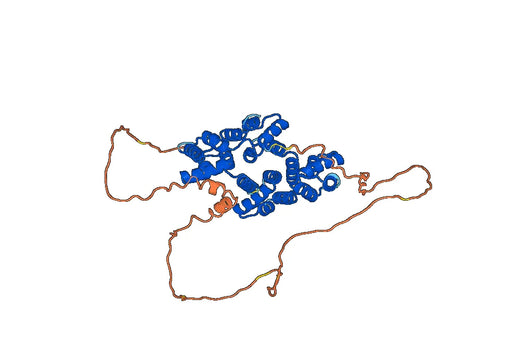 ANXA11, N-His, recombinant protein
