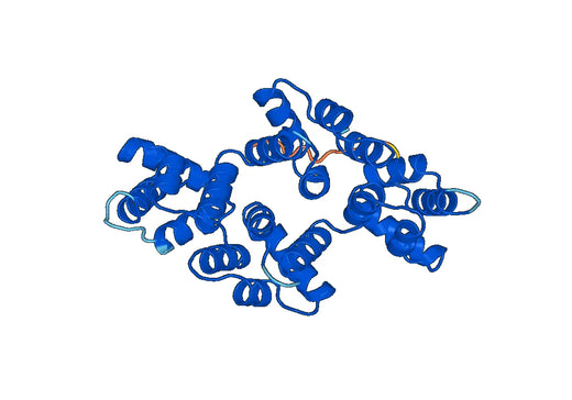 ANXA13, N-His, recombinant protein