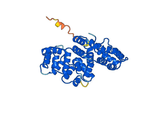 ANXA2, N-His, recombinant protein
