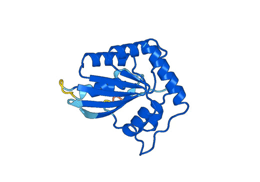 APOBEC3B, N-His, recombinant protein