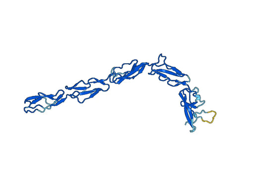 APOH, N-His, recombinant protein
