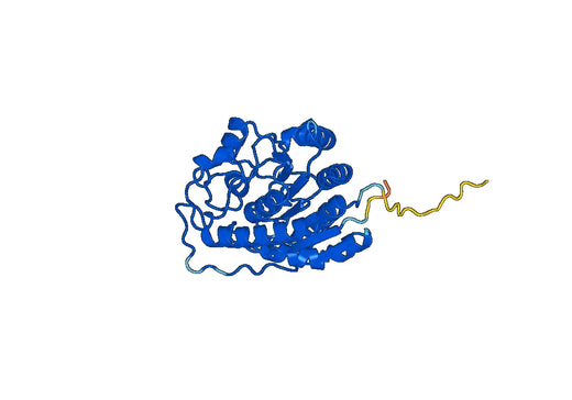 ARG1, N-His, recombinant protein