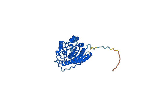 ARG2, N-His, recombinant protein