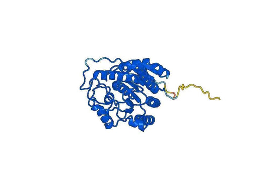 Arginase-1(ARG1)