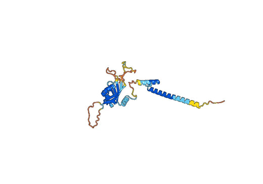 Aryl hydrocarbon receptor nuclear translocator-like protein 1(ARNTL)