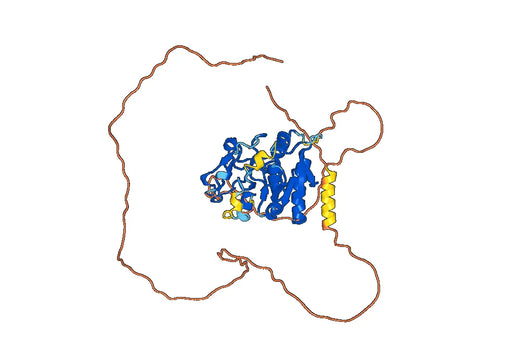 ASTL / Ovastacin, C-His, recombinant protein