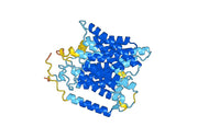 Atorolimumab Biosimilar - Anti-RHD, CD240D mAb - Research Grade