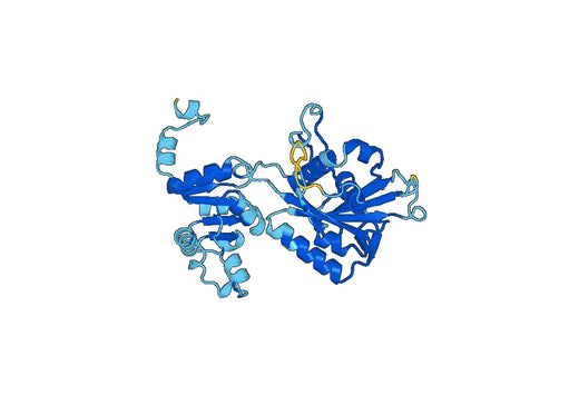 ATP1A2, N-His, recombinant protein
