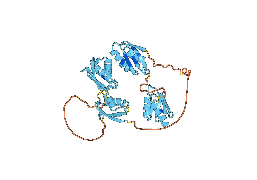 ATP7B, N-His, recombinant protein