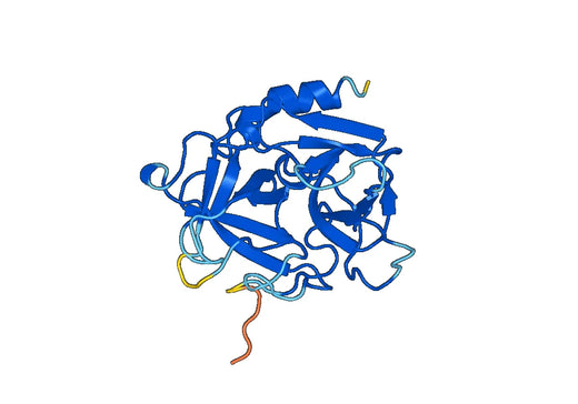 AZU1, N-His, recombinant protein