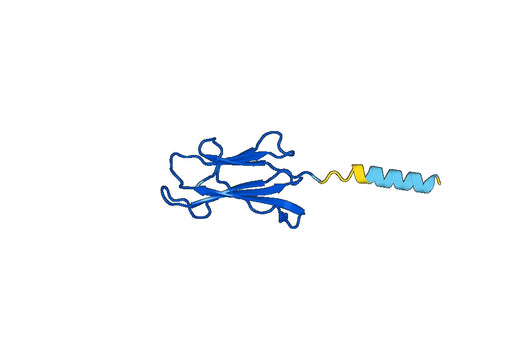 B2M, C-His, recombinant protein
