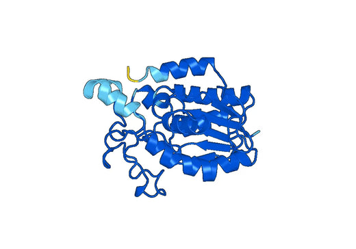 Bakers yeast GPM1 / PGAM 1, C-His, recombinant protein