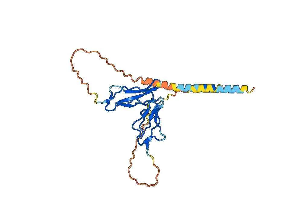 Basiliximab Biosimilar – Anti-IL2RA, CD25 mAb – Research Grade
