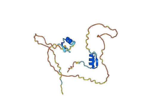 BCL11A, N-His, recombinant protein