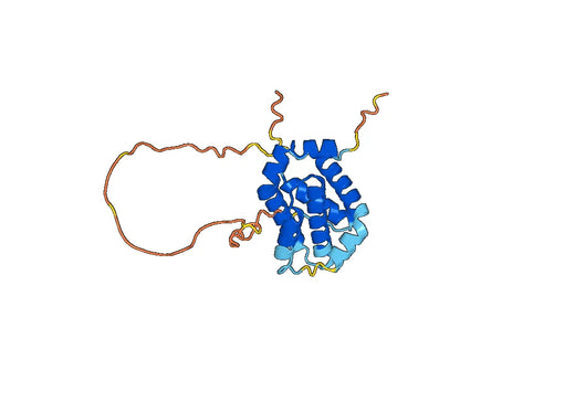BCL2 protein - Apoptosis regulator Bcl-2(BCL2)