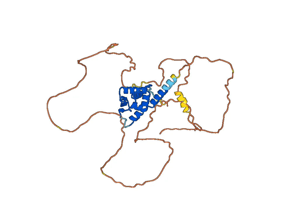 BCL6, N-His, recombinant protein
