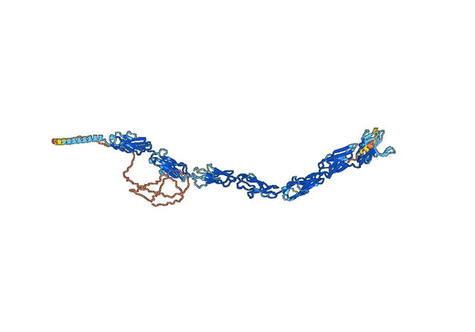 Bectumomab Biosimilar - Anti-CD22 mAb - Research Grade