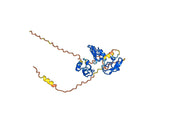Befovacimab Biosimilar - Anti-TFPI mAb - Research Grade