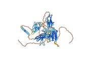 Bemarituzumab Biosimilar - Anti-FGFR2 mAb - Research Grade