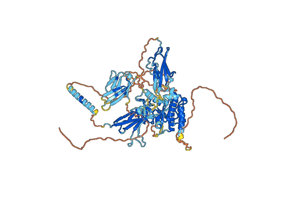 Bemarituzumab Biosimilar - Anti-FGFR2 mAb - Research Grade