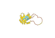 BID Protein - BH3-interacting domain death agonist(BID)