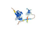Bimagrumab Biosimilar - Anti-ACVR2A, ACVR2B mAb - Research Grade