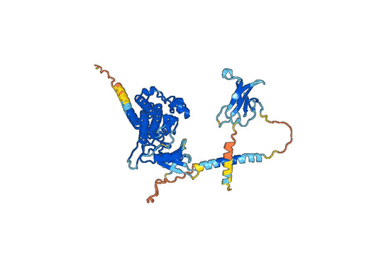 Bimagrumab ELISA Kit
