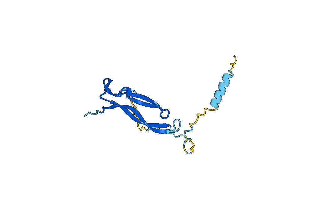 Bimekizumab Biosimilar - Anti-IL17A, IL17F mAb - Research Grade