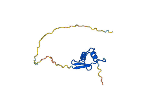 BMI1, N-His, recombinant protein