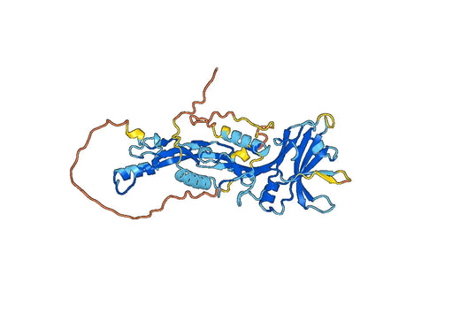 BMP7, N-His, recombinant protein